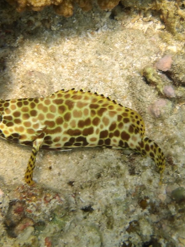How to Snorkel in Timor&nbsp;Leste